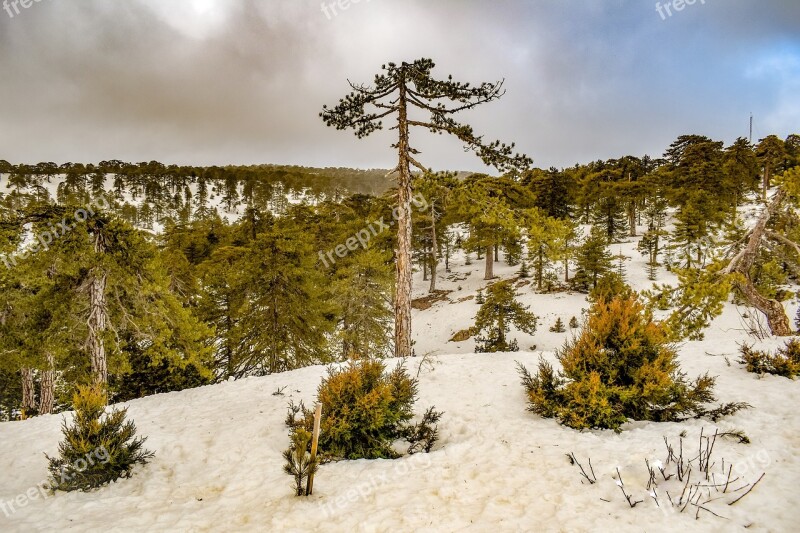 Trees Mountain Snow Winter Landscape