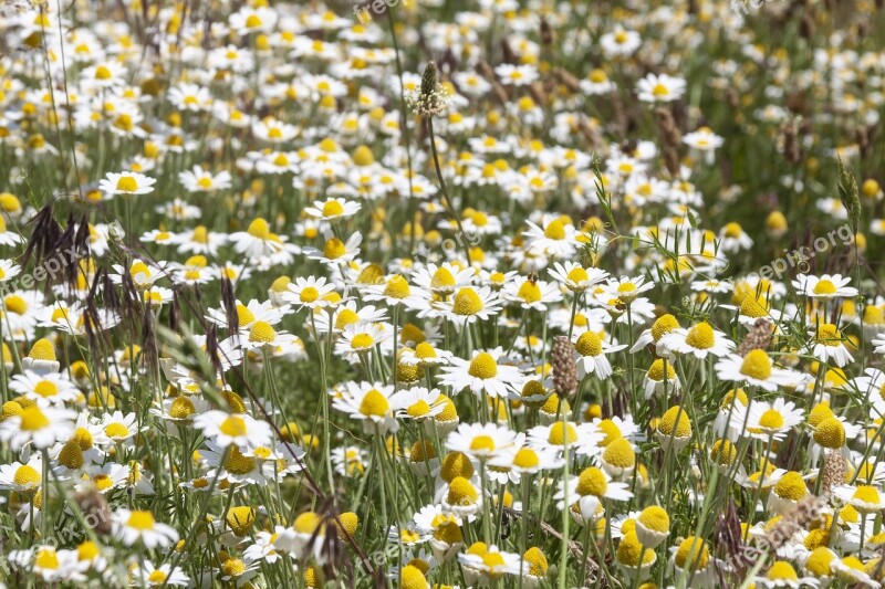 Daisy Field Flowers Spring Meadow