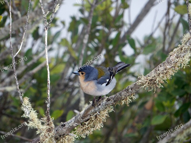 Chaffinch Madeira Branch Flora Fauna