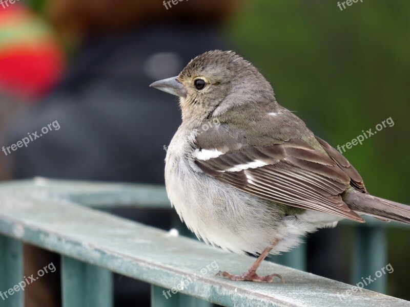 Sparrow Bird Madeira Sitting Sperling