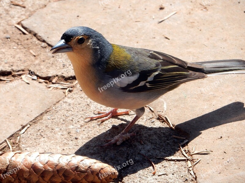 Chaffinch Madeira Mountains Bird Fauna