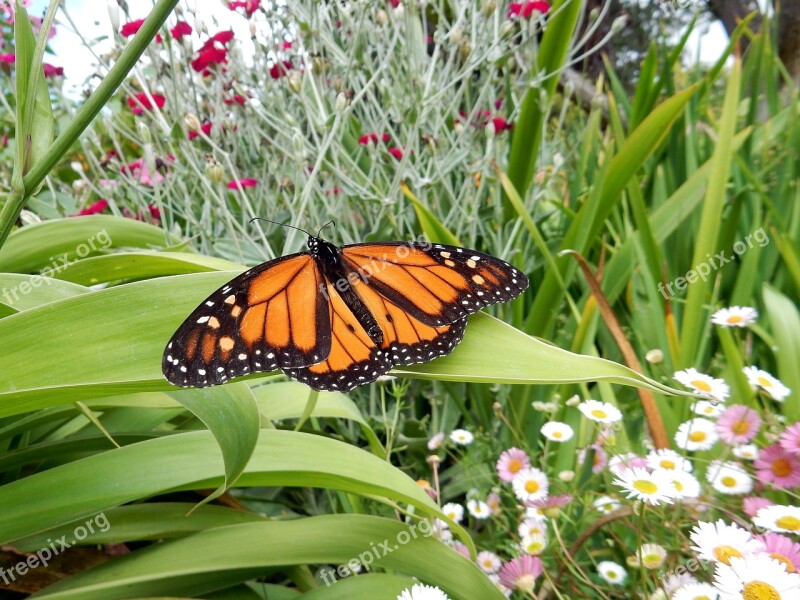 Butterfly Fauna Nature Insect Close Up