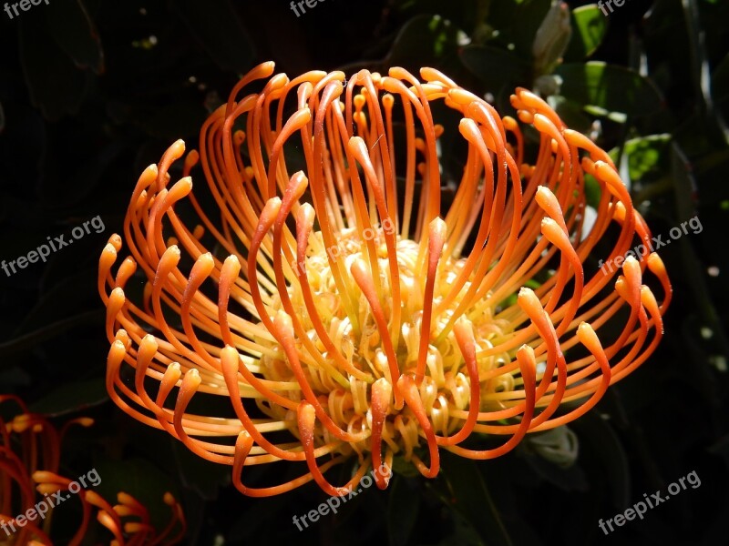 Madeira Flower Nature Plant Portugal