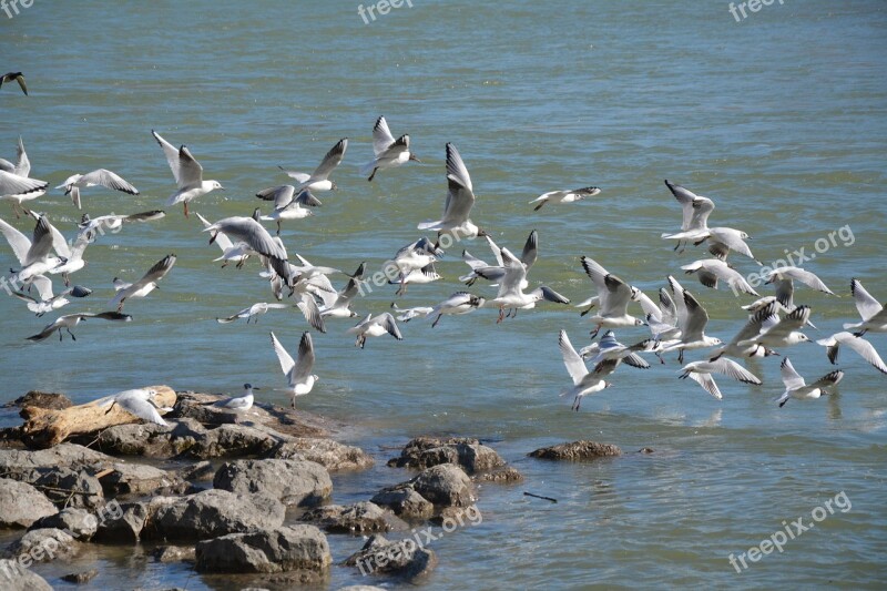 Black Headed Gull Birds Bird Nature River