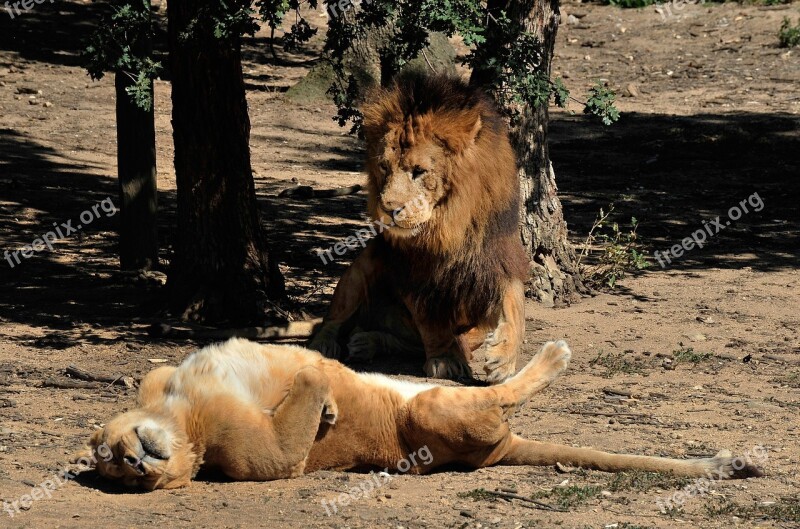 Lion Lioness Carnivore Tawny Félidé