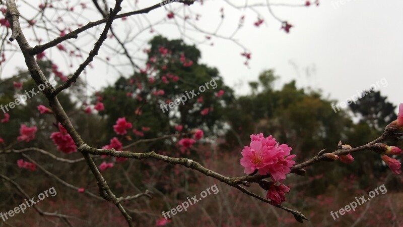 Cherry Blossoms Summit Resort Taichung Taiwan Free Photos