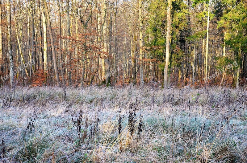 Forest Winter Nature Trees Landscape