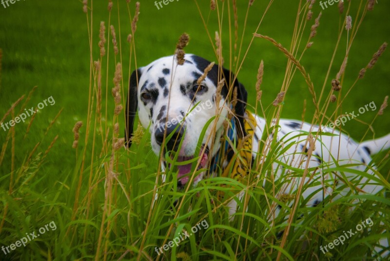 Dalmatian Hiding Play Fight Dog Free Photos