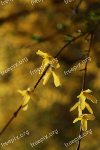 Forsythia Flowers Spring Yellow Spring Flowers