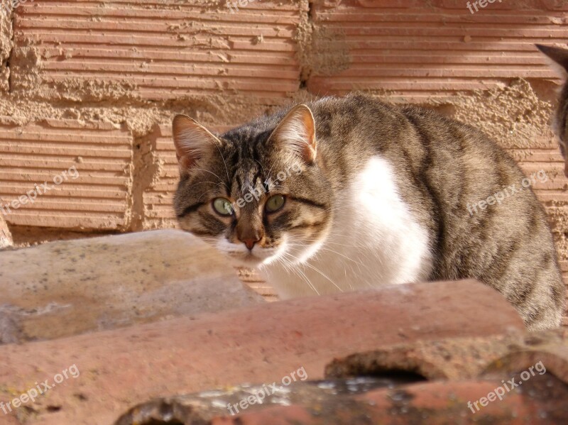 Cat Housecat Roof Pets Free Photos