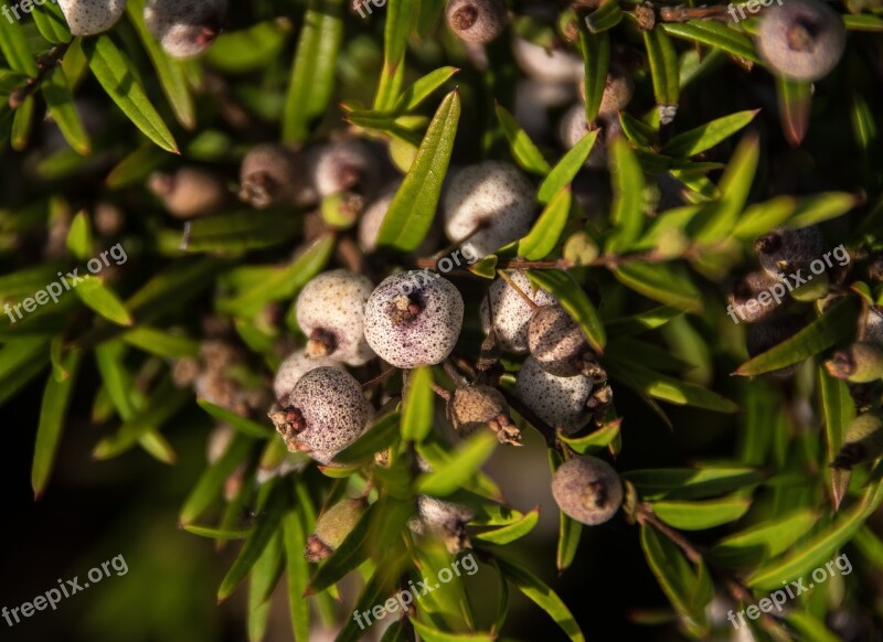 Berries Fruit Midgen Berry Purple Austromyrtus Dulcis