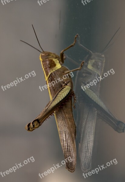 Insect Giant Grasshopper Hedge Grasshopper Valanga Irregularis Large