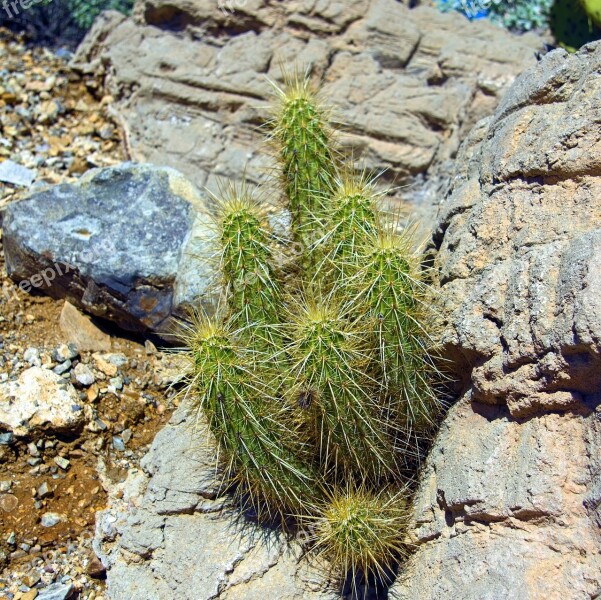 Hedgehog Cactus Cactus Plant Desert Garden