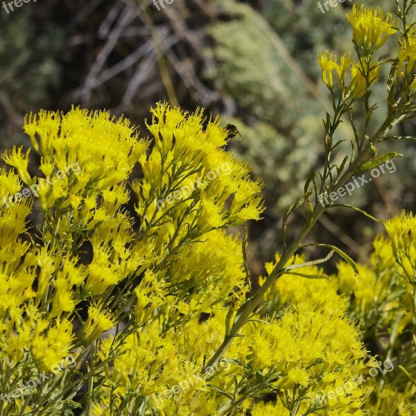 Bee Feeding On Yellow Flowers Insect Rabbitbrush Desert Chrysothamnus