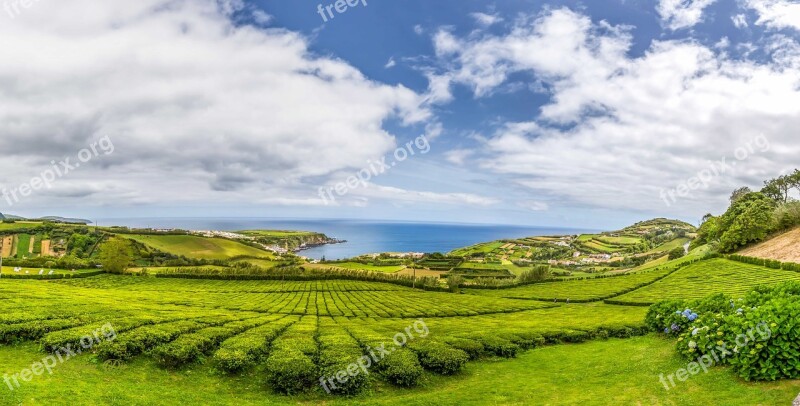 Acores Landscape Nature Portugal Plants