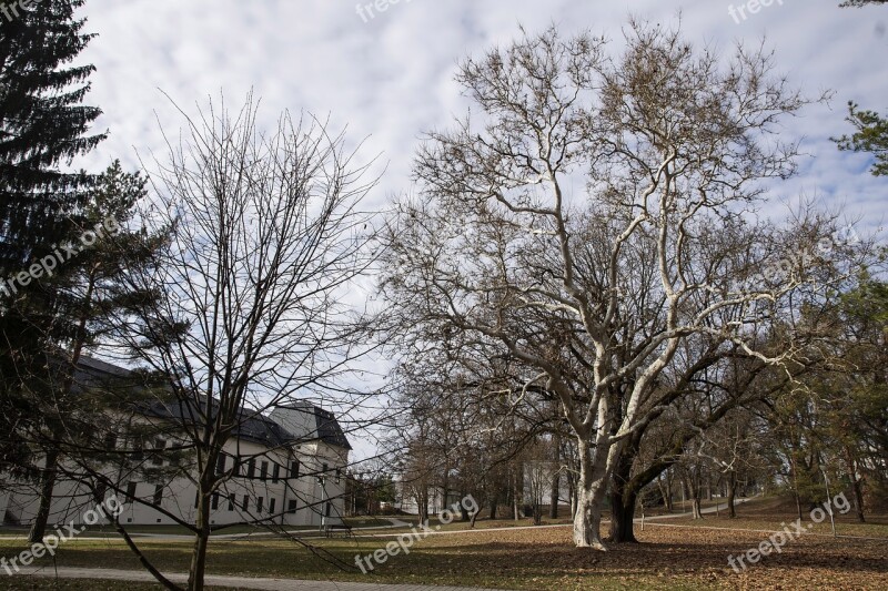 City Park Trees Grass Nature Park