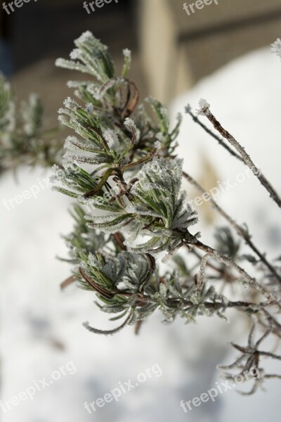 Winter Frost Nature Eiskristalle Winter Magic