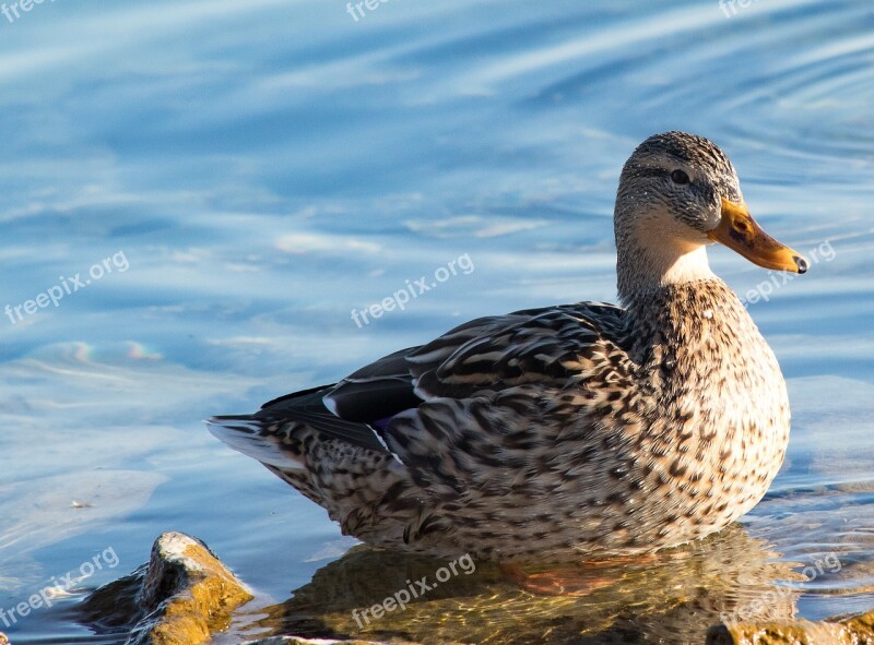 Mallard Duck Bird Animal Animal World