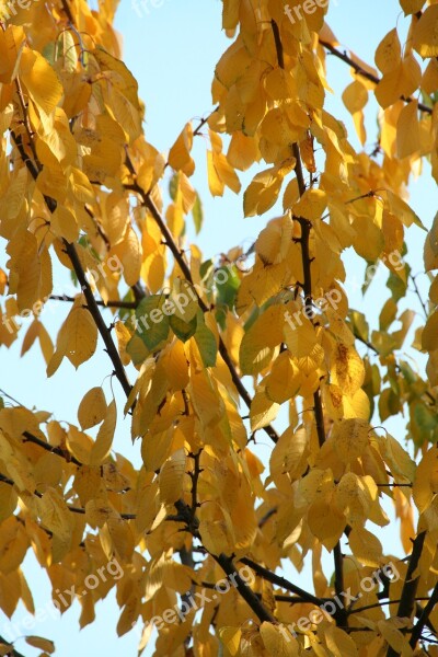 Leaves Autumn Tree Trees Forest Nature