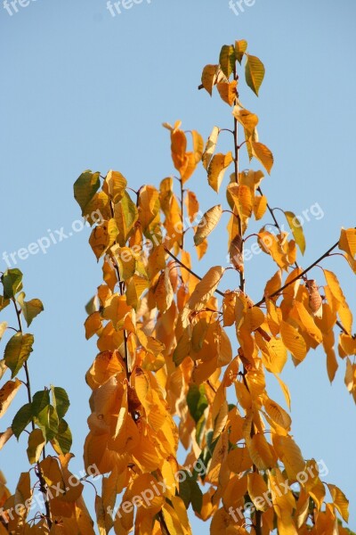 Leaves Autumn Tree Trees Forest Nature