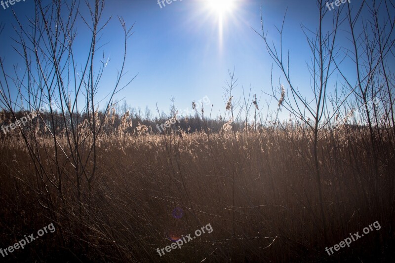 Reed Swamp Nature Trees Landscape