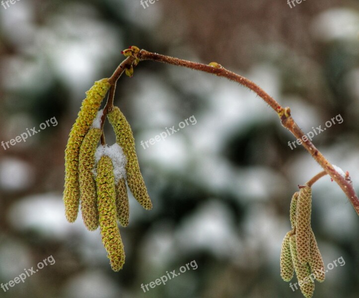 European Hazelnut Branch Bush Garden Hazel