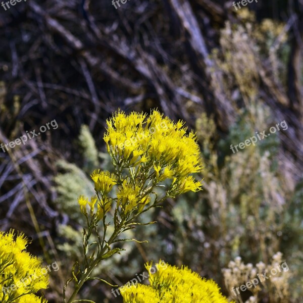 Yellow Rabbitbrush Desert Chrysothamnus Chamisa Shrub Flowers