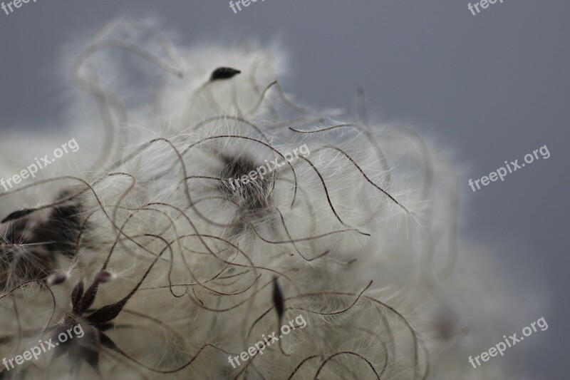 Clematis Seed Head Seeds Texture Fluffy