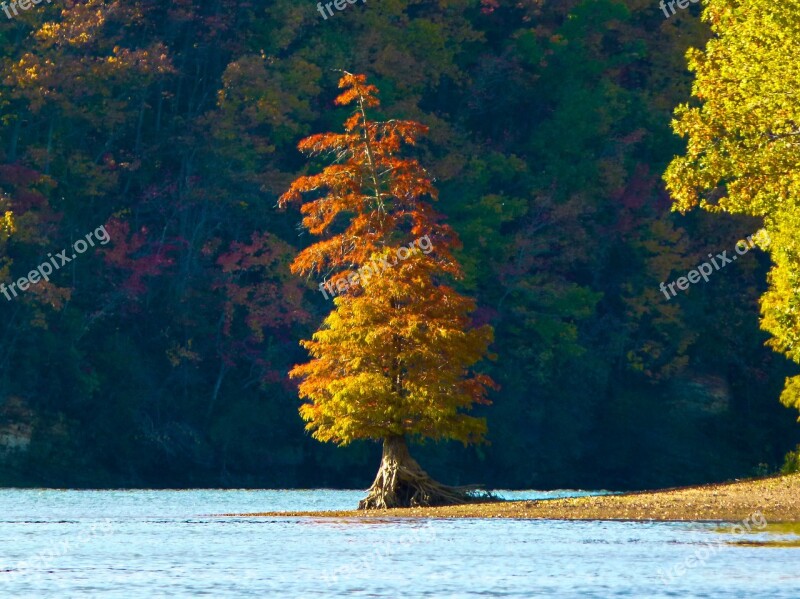 River Tree Autumn Tennessee River Island