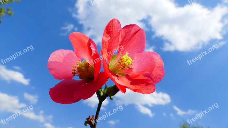 Flower Quince Spring Garden Macro