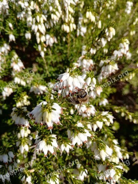 Heide Bee Blossom Bloom Nature