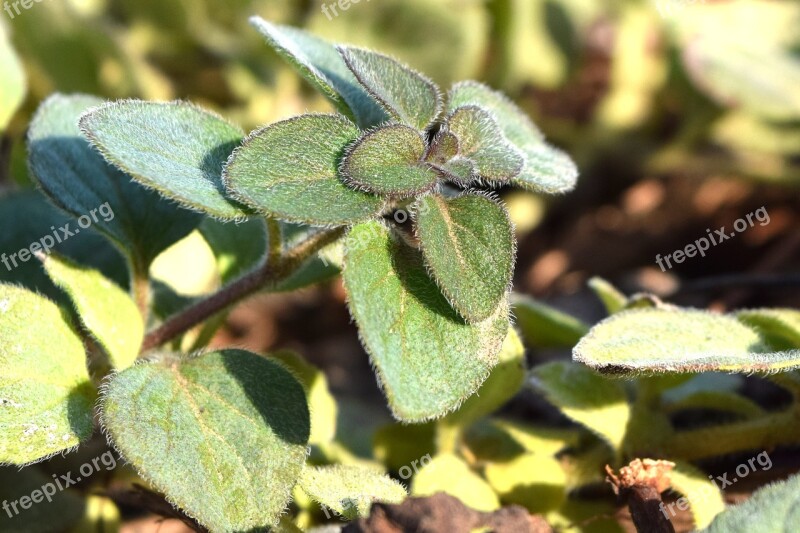 Oregano Herb Seasoning Fresh Herbs