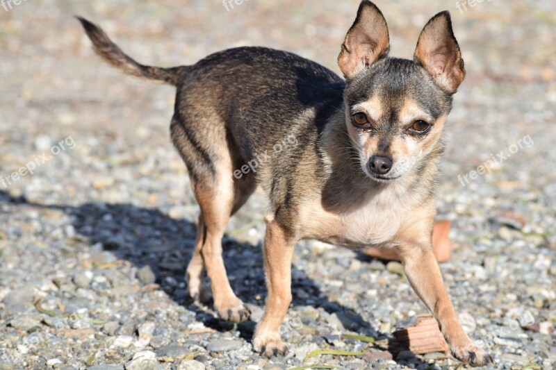 Dog Breed Small Purebred Chihuahua