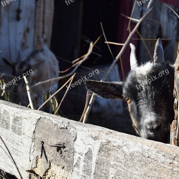 Peek-a-boo Goat Pygmy Baby Livestock