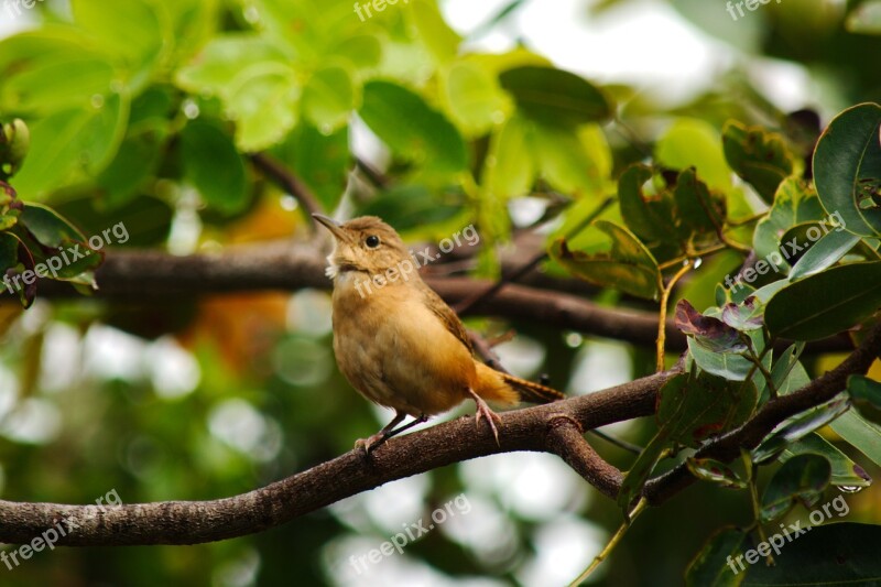 Wildlife Bird Birdie Colors Green