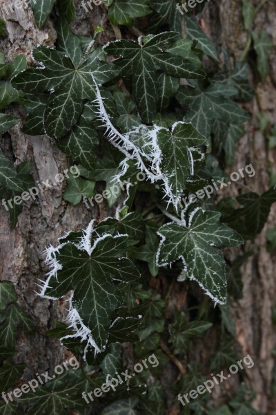 Ivy Leaves Ripe Crystals Winter Eiskristalle