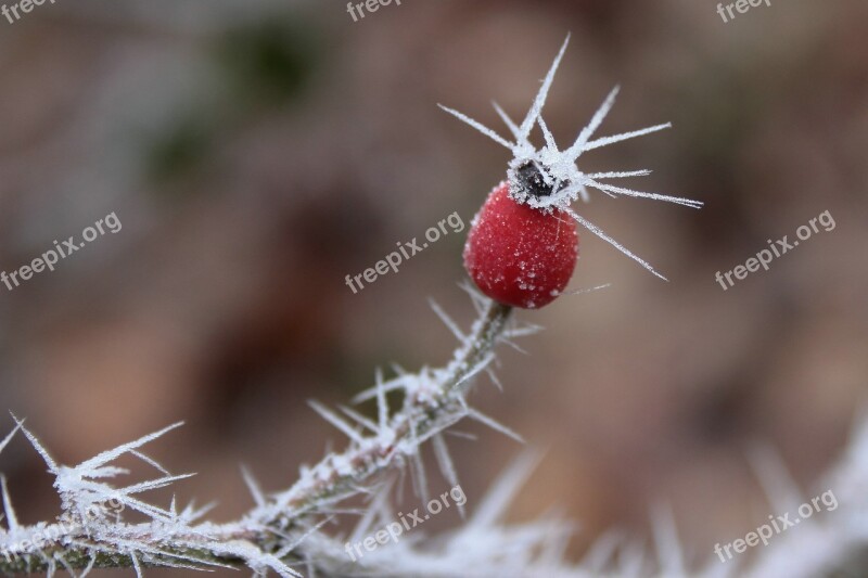 Rose Hip Ripe Crystals Winter Red