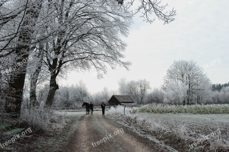 Winter Wintry Ripe Nature Cold