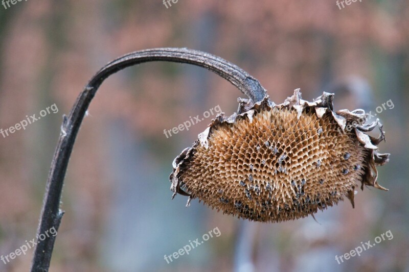 Sunflower Dry Faded Withered Transient