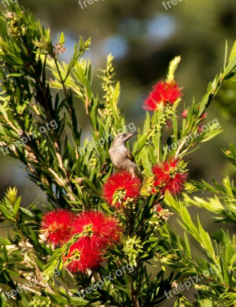 Brown Honeyeater Lichmera Indistincta Bird Wild Perched