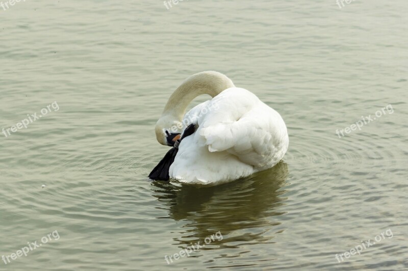 Mute Swan Swan Water Bird Bird White