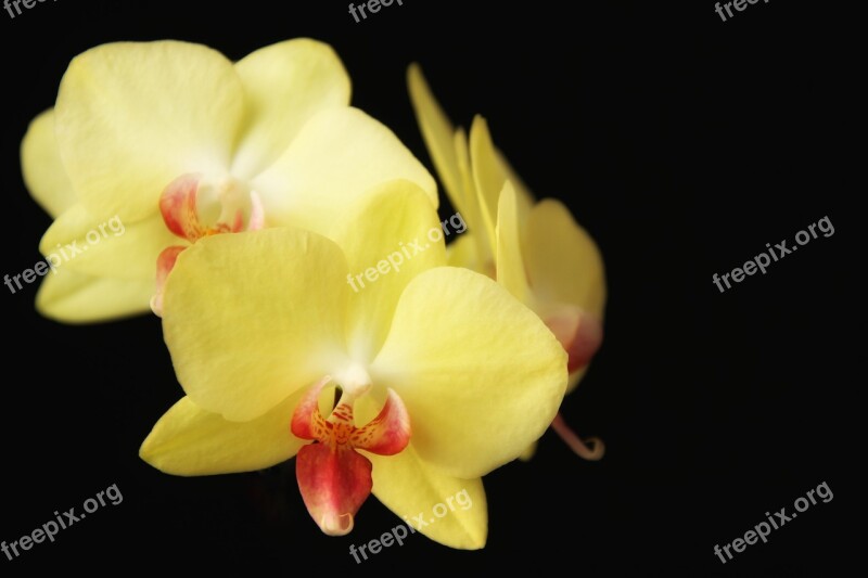 Orchids Flowers Close Up Yellow Black