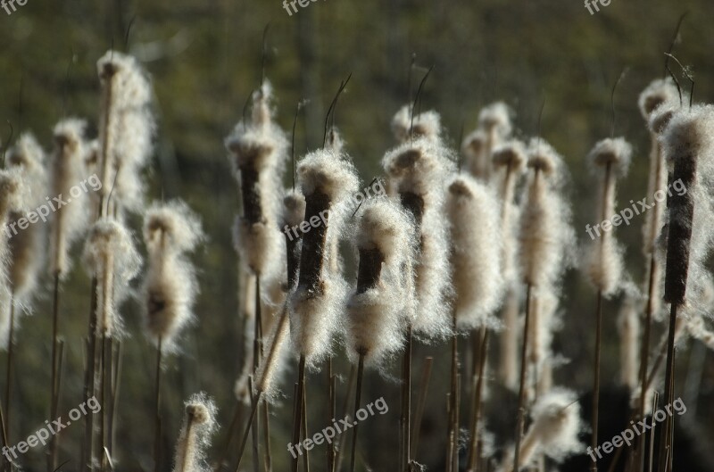 Cattail Reed Flying Seeds Pond Plant Plant