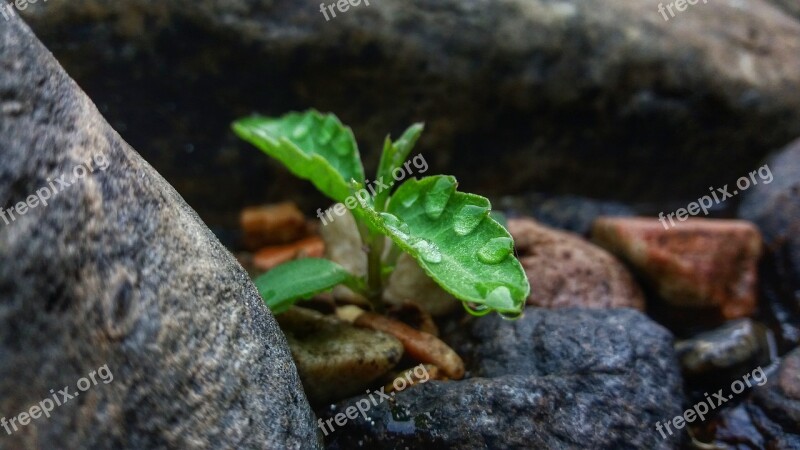 Tree Water Drop Green Stone Plant