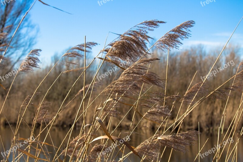 Reed Reed Plume Waterfront Nature Leave