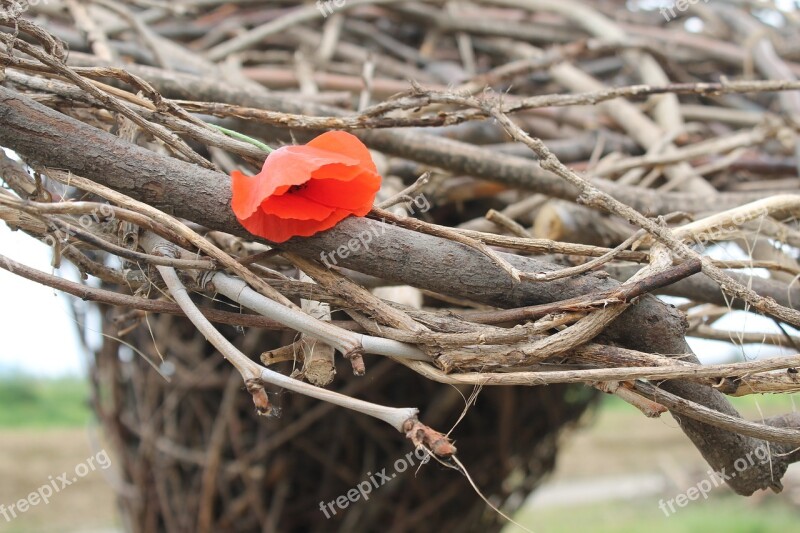 Poppy Branches Flower Garden Branch