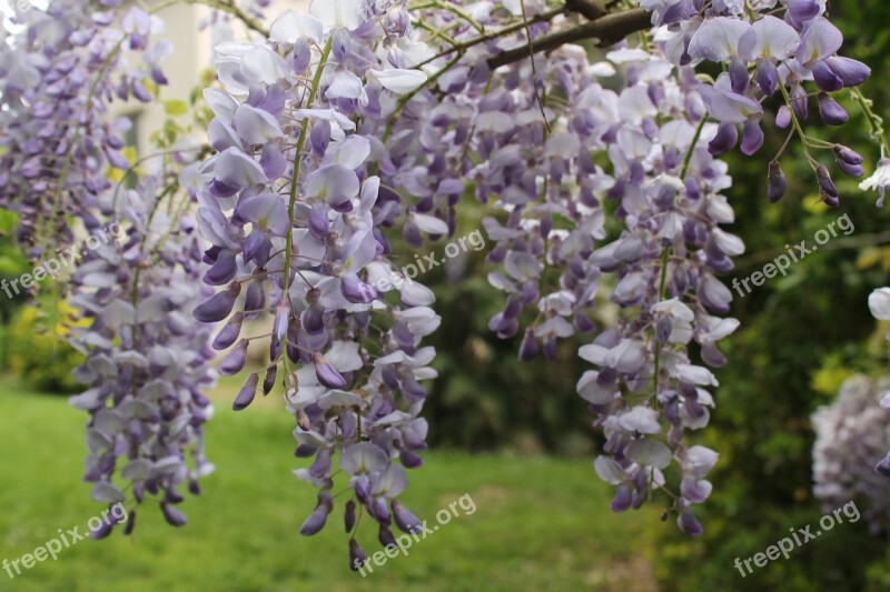 Wisteria Flowers Flower Garden Nature