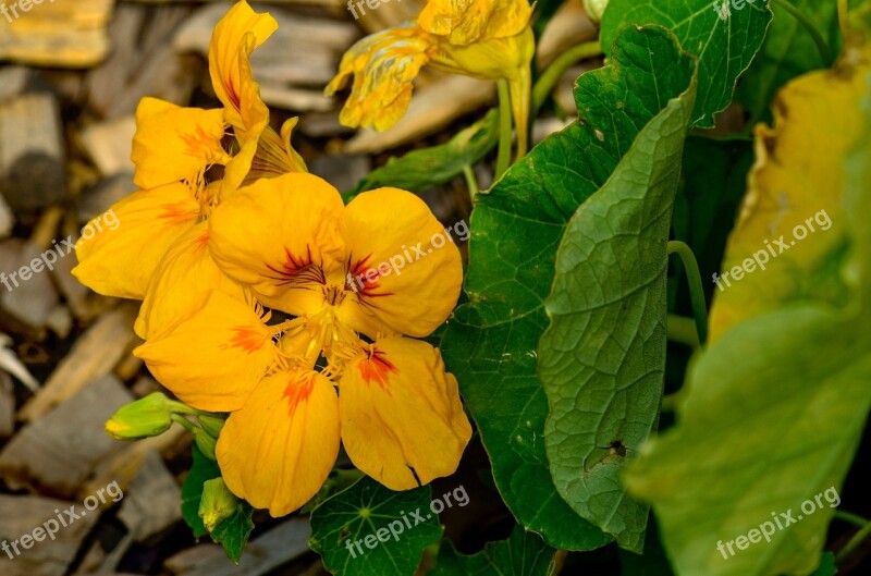 Nasturtium Flower Garden Yellow Blossom