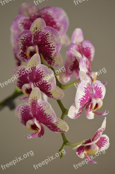 Orchid Double White Nature Pair