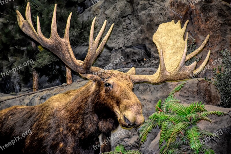 Moose Antlers Animal Elk Mammal